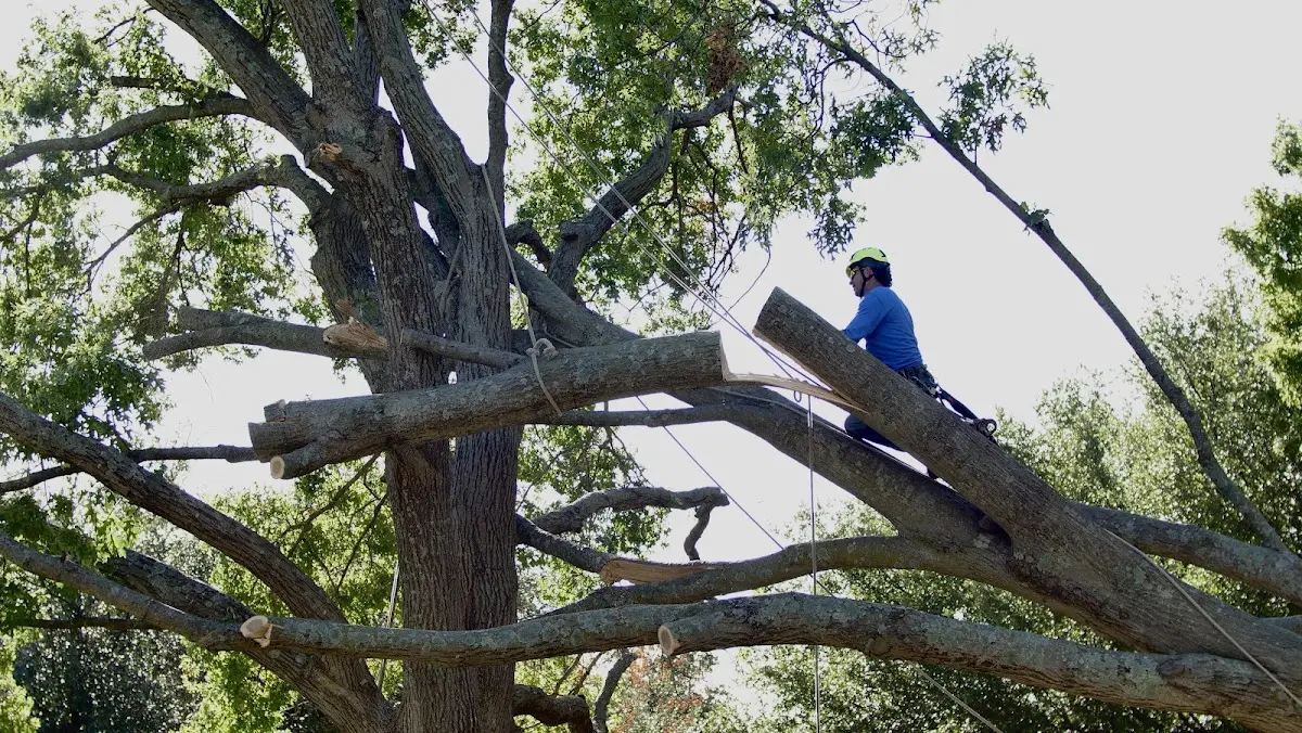 Professional Hazardous Tree Removal performed by certified arborists in Cranfills Gap