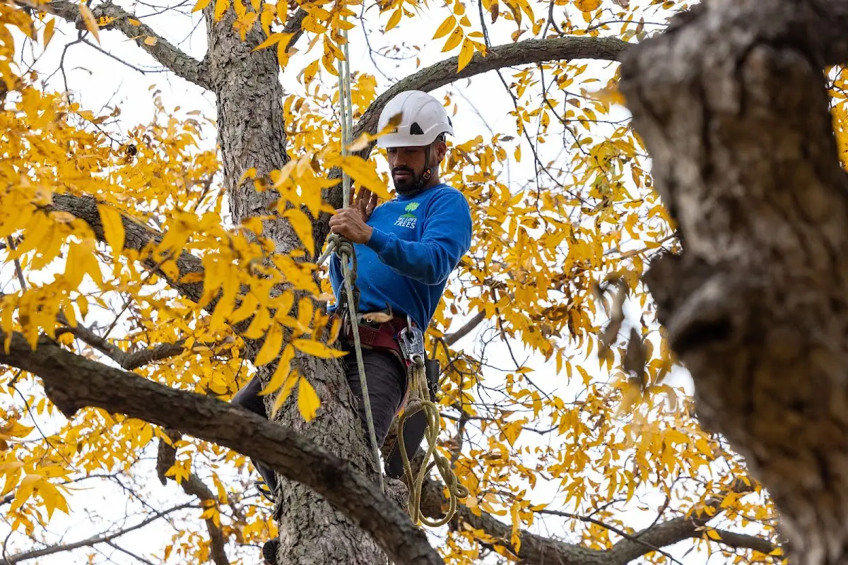 Skilled Tree Planing crew working in Cranfills Gap