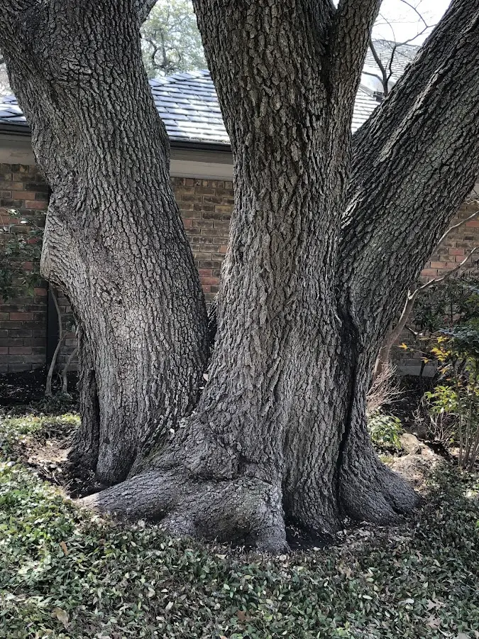Mature heritage tree close to a Cranfills Gap property cared for by certified arborists