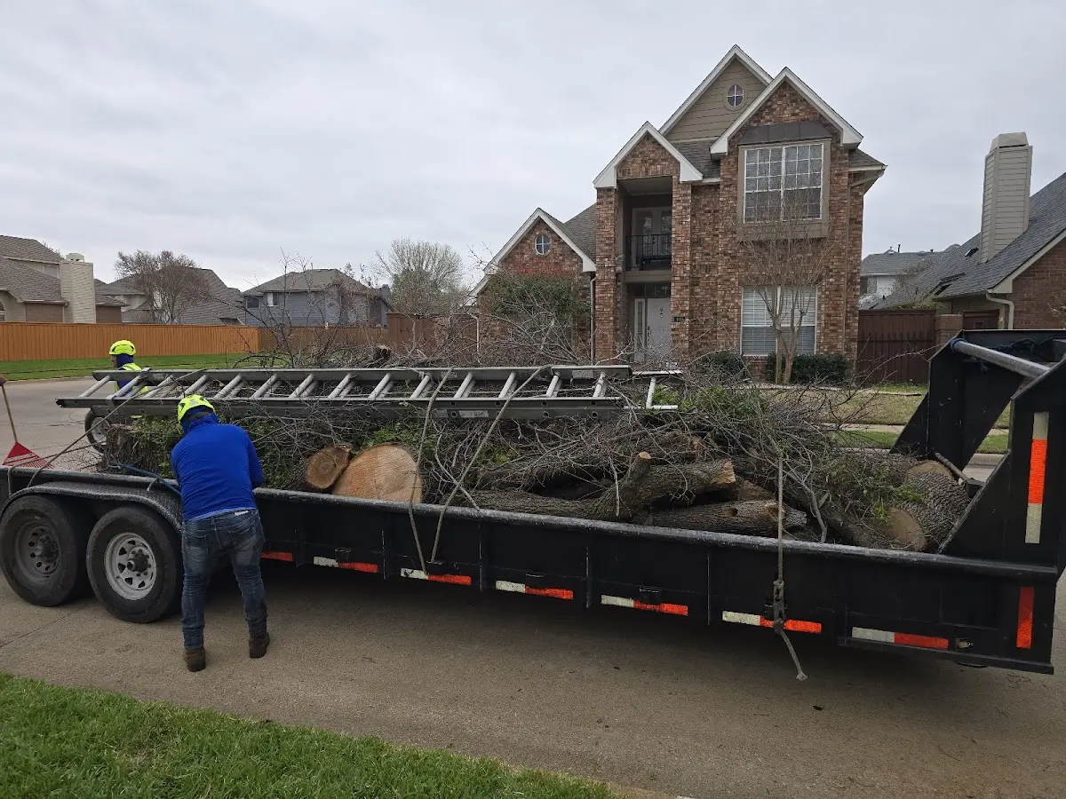 Expert Tree Removal with proper safety equipment in Cranfills Gap